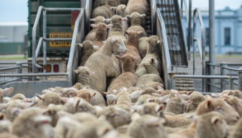 Conducenti e guardiani del trasporto di animali vivi