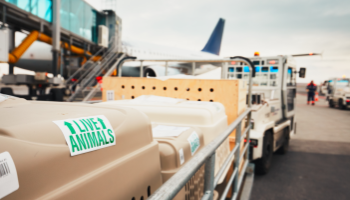 LAR Live Animals Regulations - Trasporto Animali Vivi per via aerea