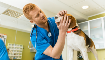 Primo Soccorso Veterinario